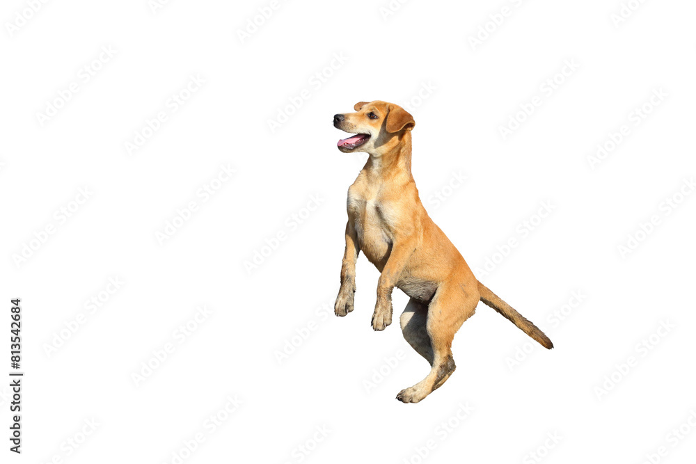 Cute of puppy standing isolated on transparent background png file