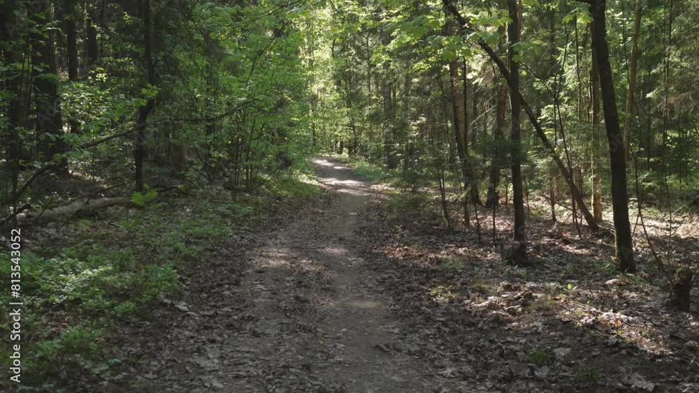 background Slow motion along a forest road in summer 4k background Slow motion along a forest road in summer 4k