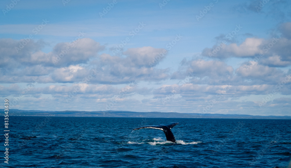 Fototapeta premium Buckewal im St. Lorenz Strom