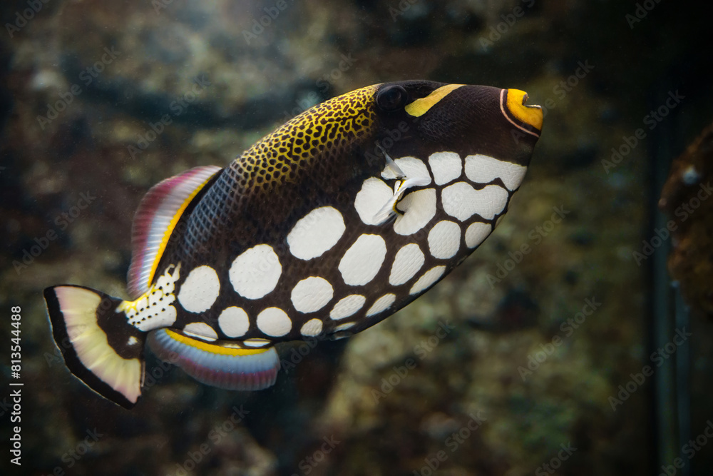 Clown triggerfish (Balistoides conspicillum), demersal marine fish Clown triggerfish (Balistoides conspicillum), demersal marine fish