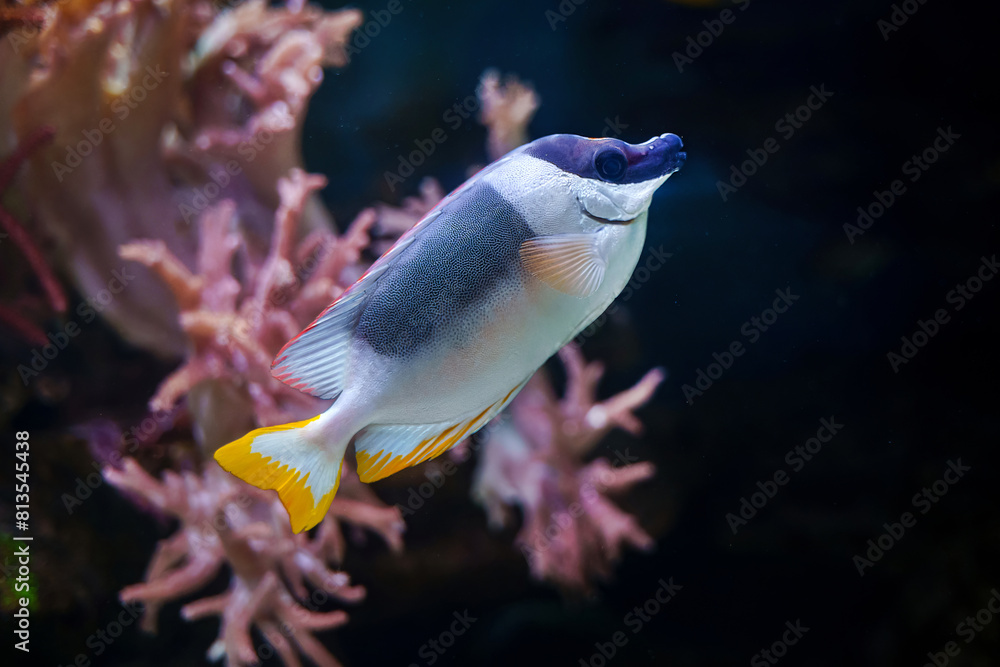 Obraz premium Magnificent rabbitfish (Siganus magnificus) tropical fish Indian Ocean