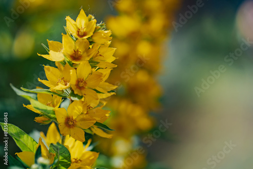 A bunch of yellow flowers with a green background. The flowers are in full bloom and are very bright