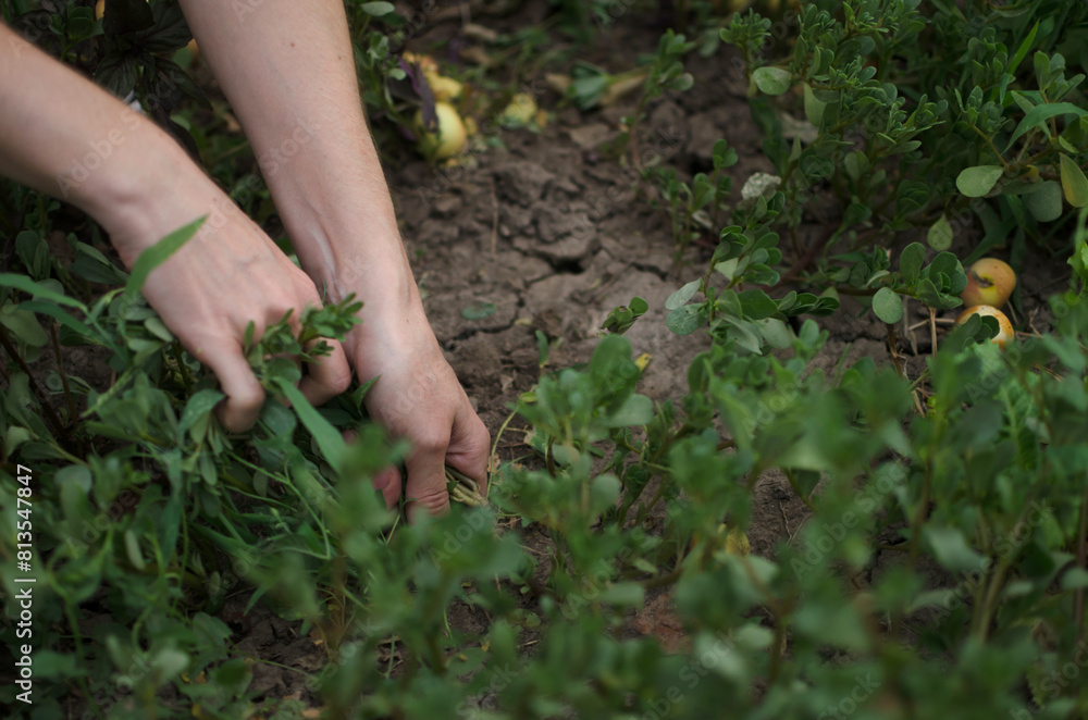 A farmer cultivates beds in the garden. Natural farming concept A farmer cultivates beds in the garden. Natural farming concept