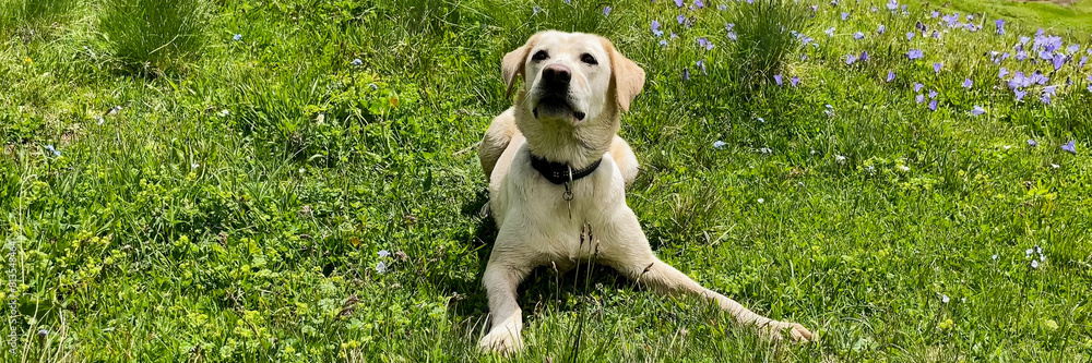Adorable yellow Labrador retriever sitting in a sunny meadow with wildflowers, symbolizing springtime or National Pet Day
