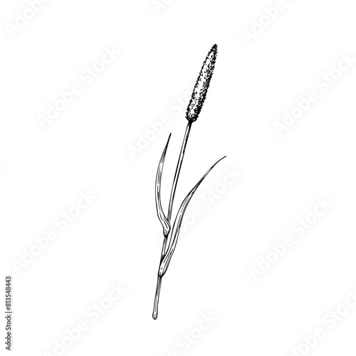 Squirrel's tail grass vector. Hand painted graphic setaria viridis isolated on background. Meadow dry plant. Botanical, Medicinal and Herbal illustration. For designers, invitations, deco photo