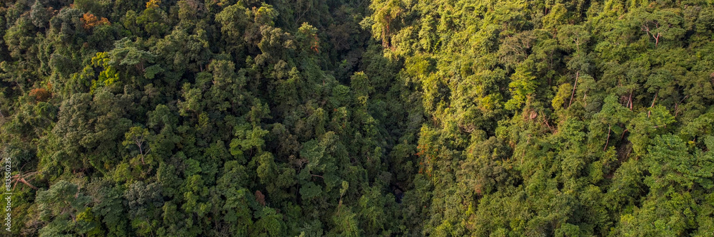 Aerial view of a dense tropical rainforest canopy, symbolizing Earth Day and World Environment Day, highlighting the concept of conservation and biodiversity Aerial view of a dense tropical rainforest canopy, symbolizing Earth Day and World Environment Day, highlighting the concept of conservation and biodiversity