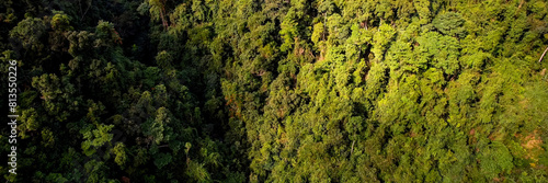 Aerial view of a dense tropical rainforest canopy  symbolizing Earth Day and World Environment Day  highlighting the concept of conservation and biodiversity