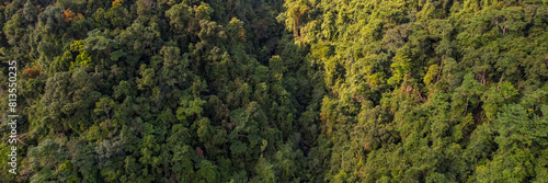 Aerial view of a dense tropical rainforest canopy, symbolizing Earth Day and World Environment Day, highlighting the concept of conservation and biodiversity