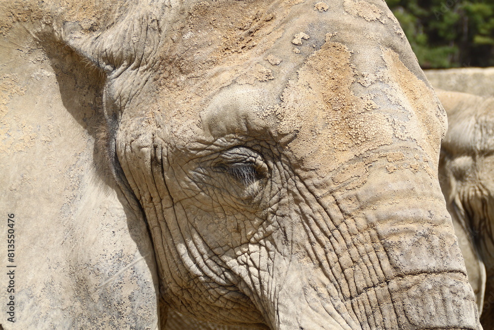 Obraz premium elefante