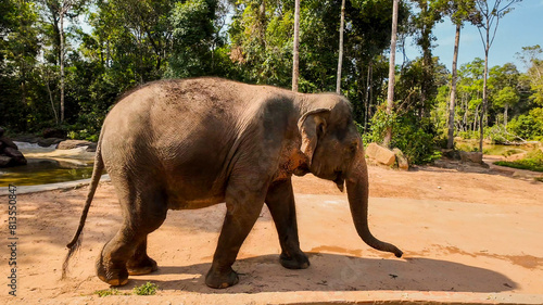 An Asian elephant wanders through a sunlit clearing in the forest, concept suited for wildlife conservation and World Elephant Day