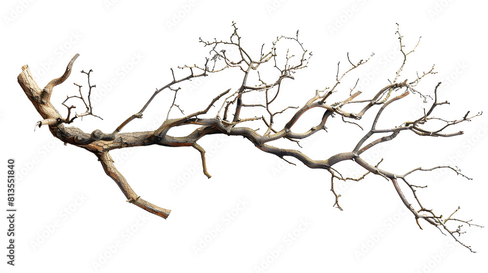 Dry twisted jungle branch isolated on transparent background