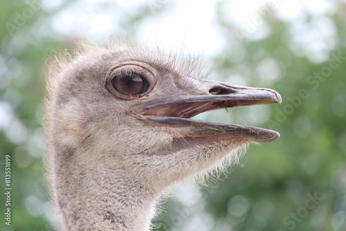 Closeup of an ostrichs head, showing its open beak and distinctive feathers photo