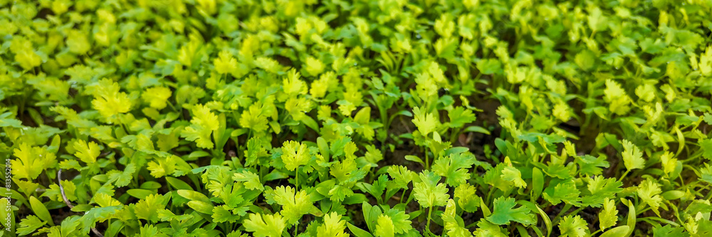 Lush, young parsley plants thriving in a garden, ideal for sustainable living and organic farming content, and suitable for springtime and Earth Day themes Lush, young parsley plants thriving in a garden, ideal for sustainable living and organic farming content, and suitable for springtime and Earth Day themes