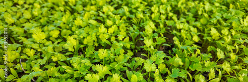 Lush, young parsley plants thriving in a garden, ideal for sustainable living and organic farming content, and suitable for springtime and Earth Day themes