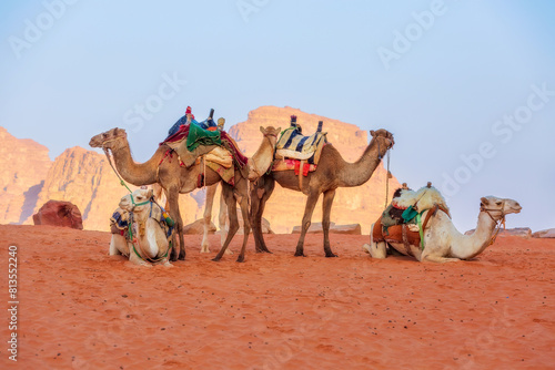 Camels in the desert Wadi Rum  Jordan