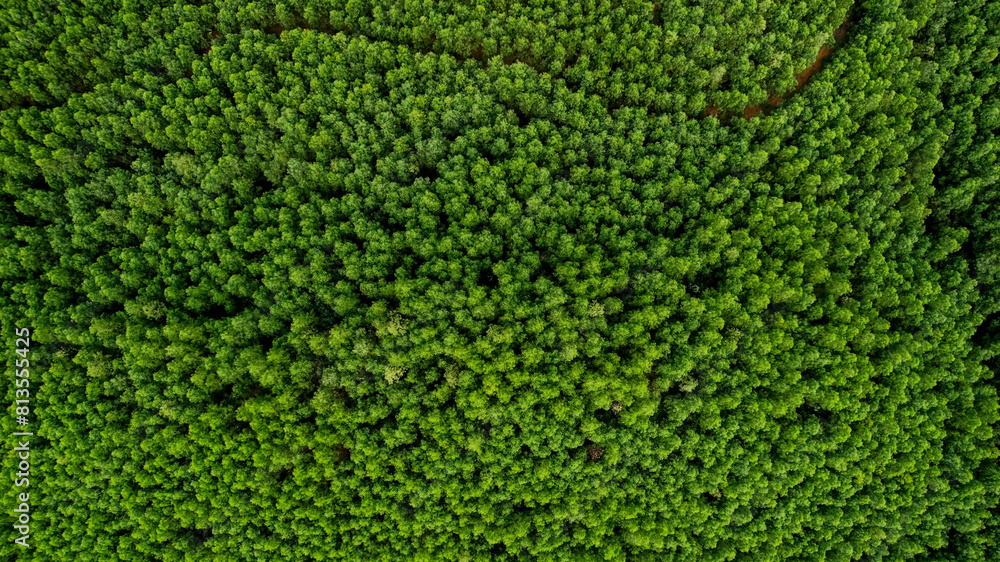 Aerial view of dense green forest canopy, ideal for Earth Day promotion and environmental conservation content Aerial view of dense green forest canopy, ideal for Earth Day promotion and environmental conservation content