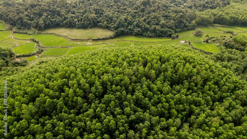 Aerial view of dense green forest canopy, ideal for Earth Day promotion and environmental conservation content