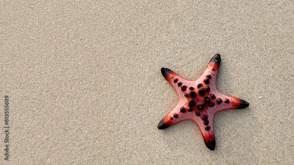 Red and black starfish on sandy beach with frothy sea foam, ideal for marine biodiversity and World Oceans Day themes Red and black starfish on sandy beach with frothy sea foam, ideal for marine biodiversity and World Oceans Day themes