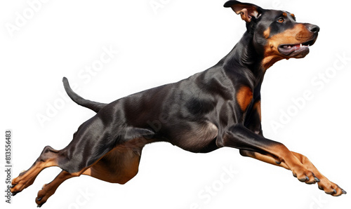 Doberman jumping. black dog breed.