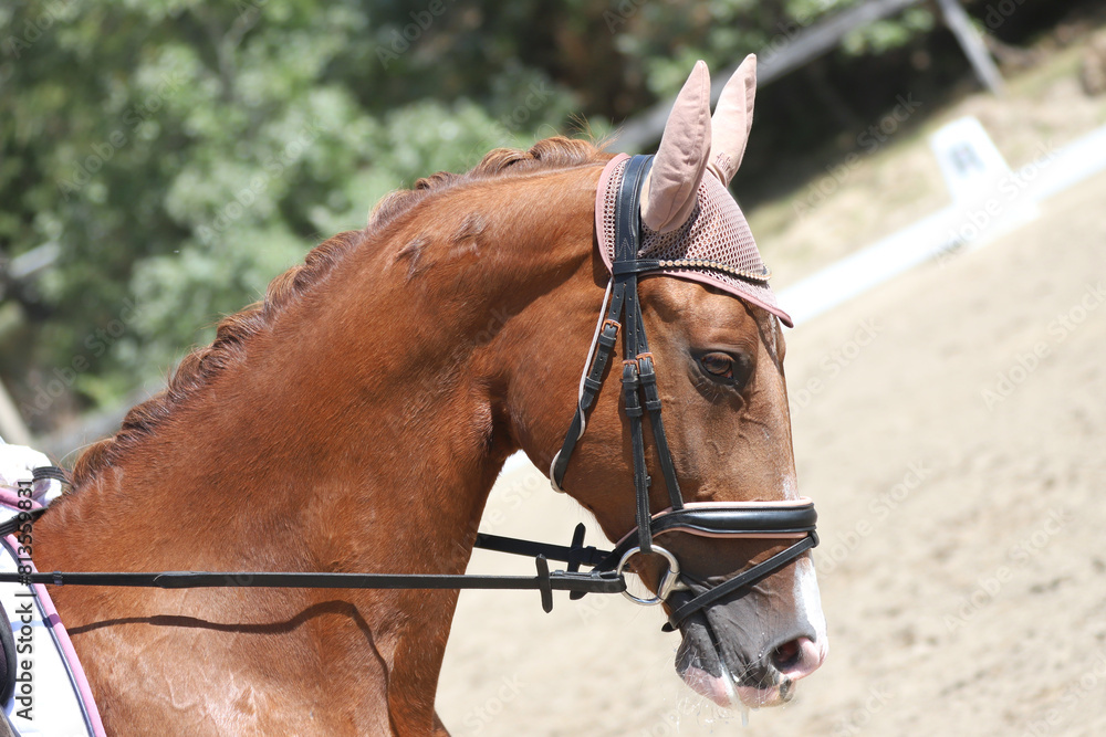 Closeup of a horse portrait during competition training