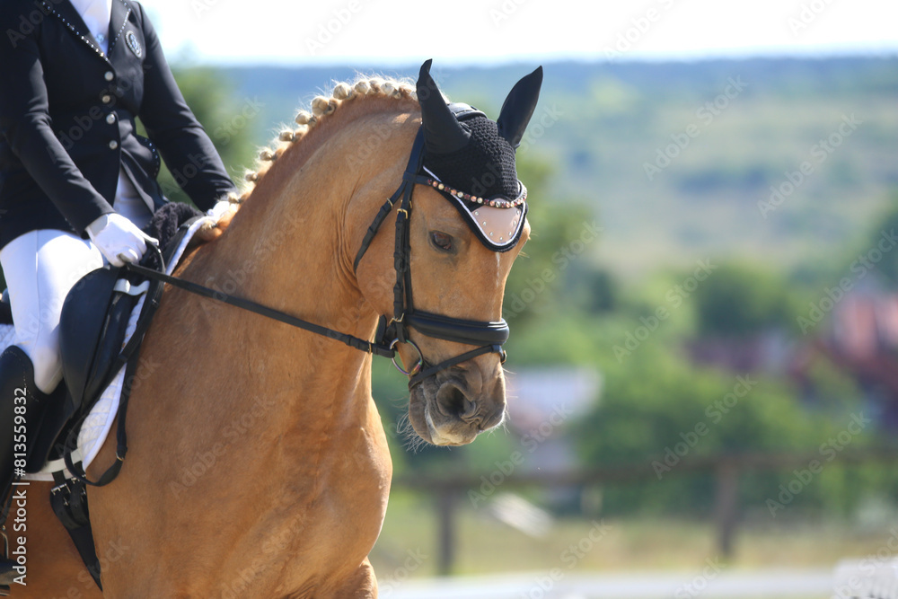Fototapeta premium Closeup of a horse portrait during competition training