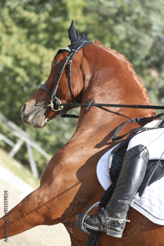 Closeup of a horse portrait during competition training © acceptfoto