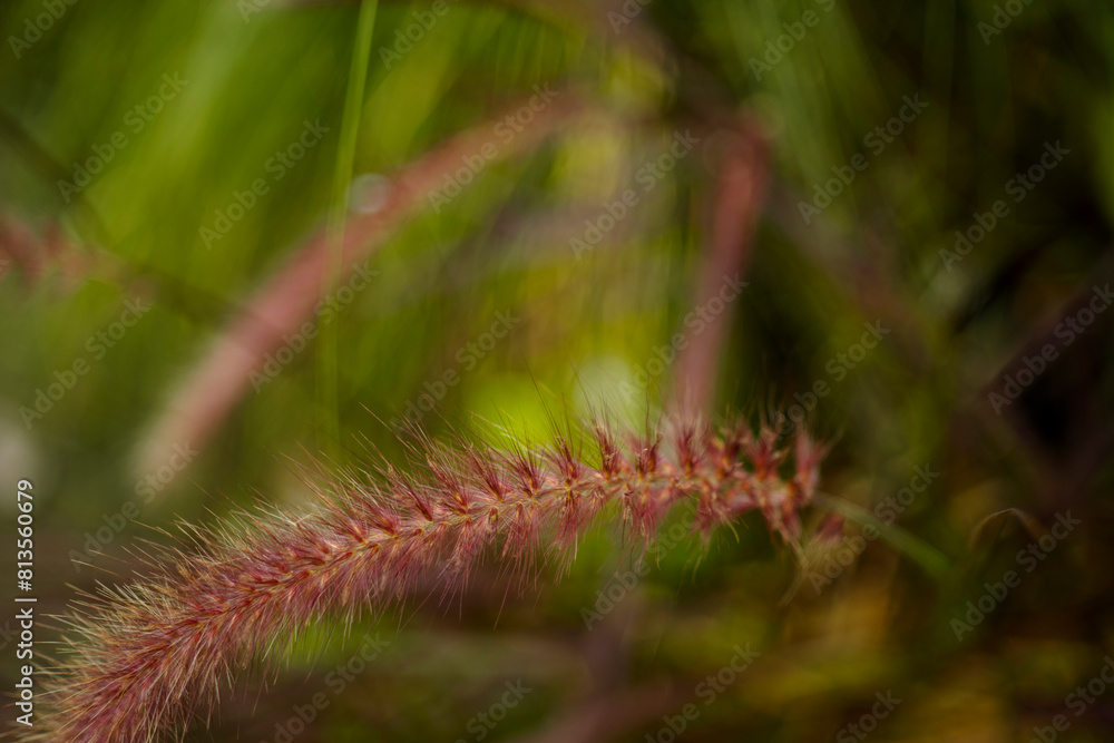 Pennisetum purpureum has a higher nutritional value than many other grass varieties. Pennisetum purpureum crude protein Pennisetum purpureum has a higher nutritional value than many other grass varieties. Pennisetum purpureum crude protein