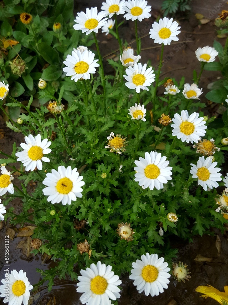 Obraz premium FLOWES NATURE BEAUTY CULTURE PLANTS