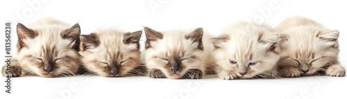 A row of cute Birman kittens sleeping soundly, with a white background. photo