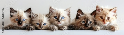 Four cute Birman  kittens in a row on a white background looking at the camera. photo