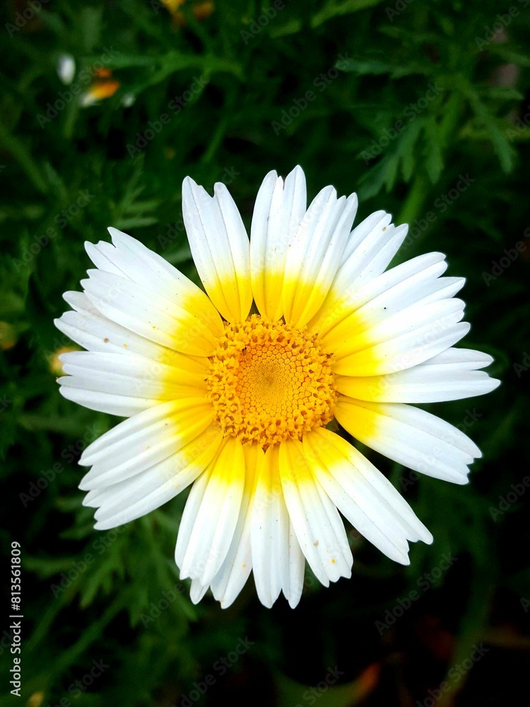 Fototapeta premium daisy flower closeup