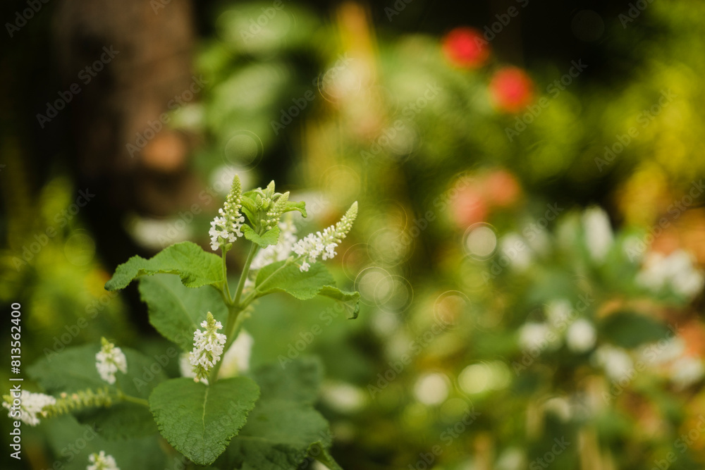 this Aloysia virgata is loved by many people and Aloysia virgata is grown decoratively in gardens and parks.The Aloysia virgata loves sunlight this Aloysia virgata is loved by many people and Aloysia virgata is grown decoratively in gardens and parks.The Aloysia virgata loves sunlight