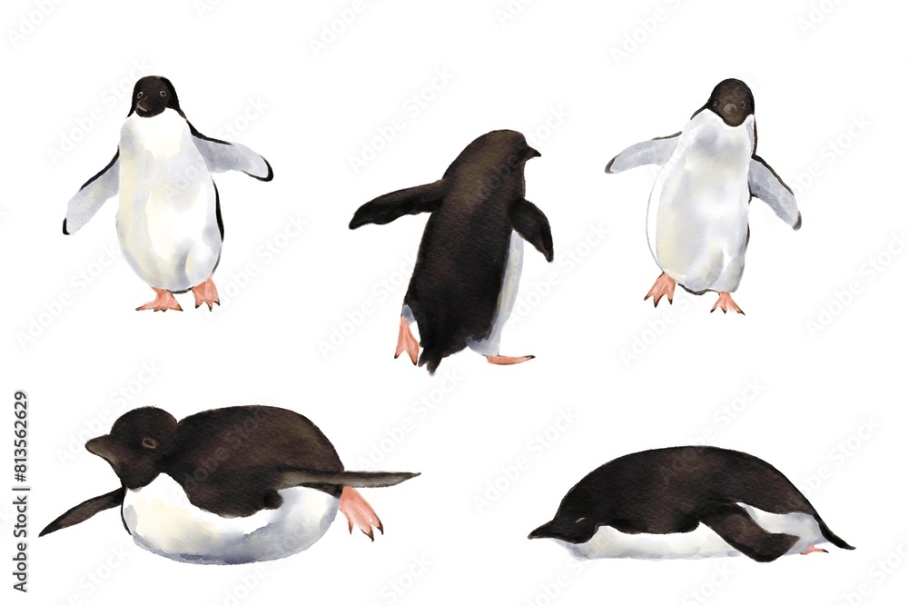 Obraz premium set of penguins Hand drawn illustration on a transparent background