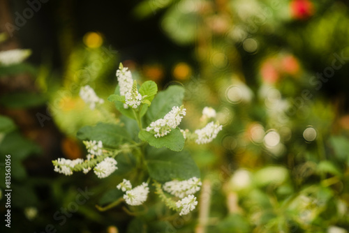 this Aloysia virgata is loved by many people and Aloysia virgata is grown decoratively in gardens and parks.The Aloysia virgata loves sunlight photo