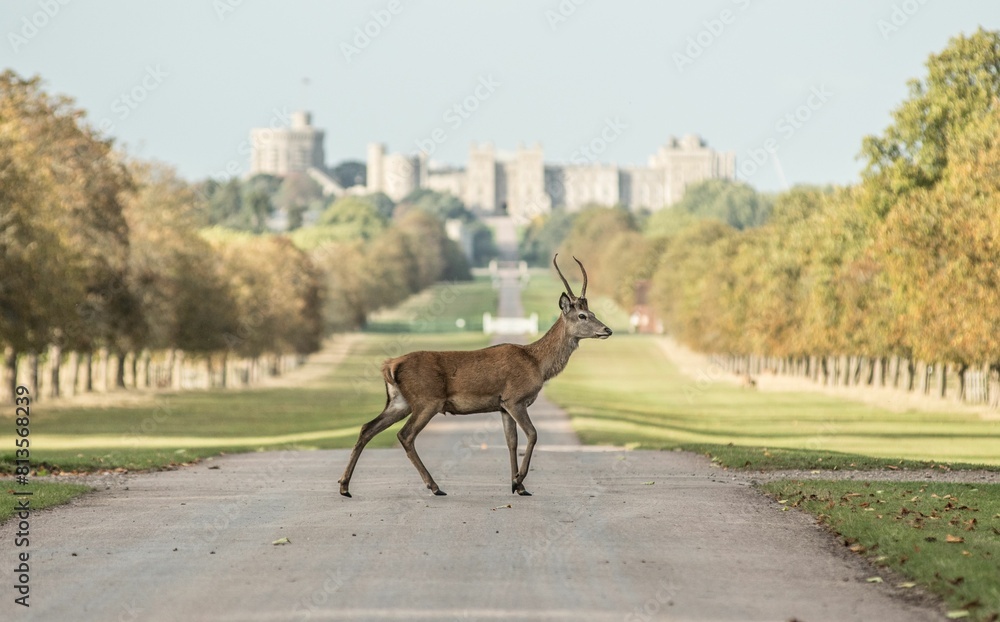 Fototapeta premium Beautiful deer in Windsor park, Windsor