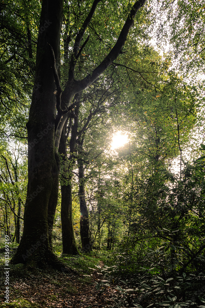 Fototapeta premium enger Pfad durch dichen Wald