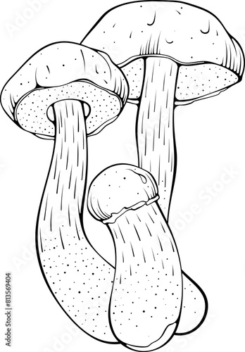Composition with three brown cap boletus mushrooms. Aspen forest mushroom on a stem. Vector illustration in hand drawn sketch doodle style. Line art graphic food isolated on white. Coloring book