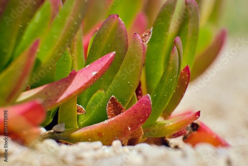 Closeup shot of Carpobrotus Edulis blooming in the garden photo