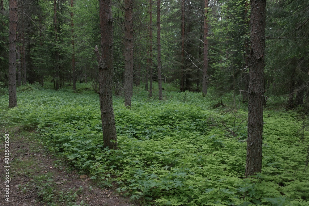 Closeup of trees surrounded by plants in a forest Closeup of trees surrounded by plants in a forest