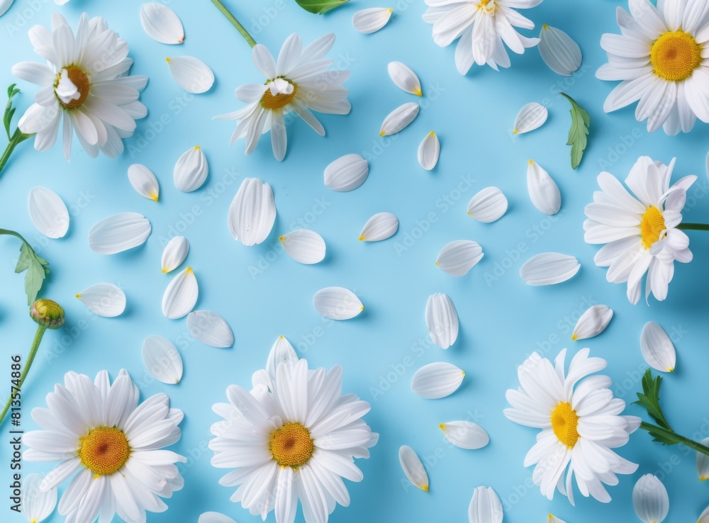 Obraz premium daisies and petals on a blue background in a flat lay top view