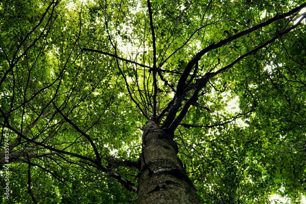 Fototapeta premium Low angle shot of a tree with many green leaves covering the sky in a dense forest