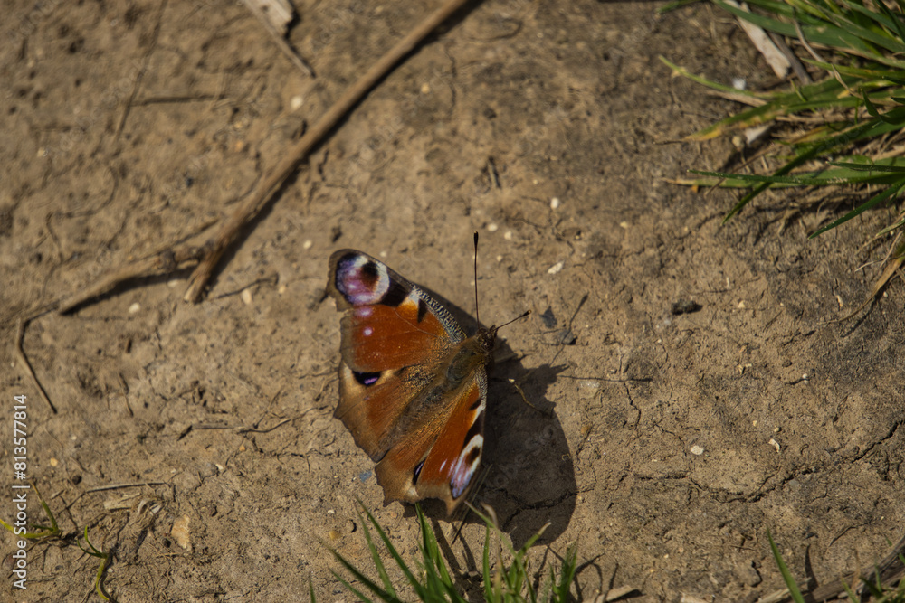 High-angle shot of a peacock butterfly on the ground High-angle shot of a peacock butterfly on the ground