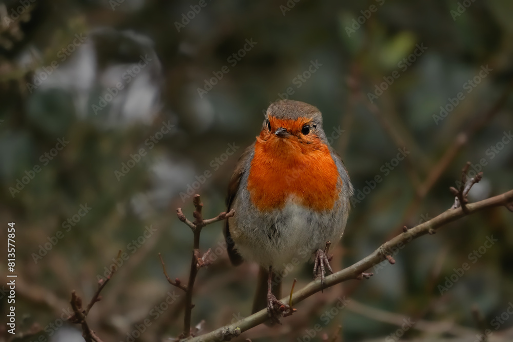Closeup shot of an European robin perched on a tree branch Closeup shot of an European robin perched on a tree branch