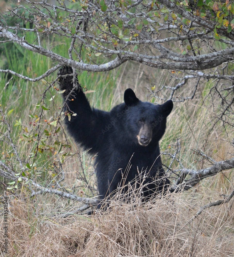 Vertical shot of a cute American black bear (Ursus americanus) with a raised paw on the tree branch Vertical shot of a cute American black bear (Ursus americanus) with a raised paw on the tree branch