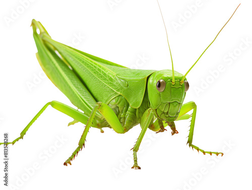 a close up of a grasshopper