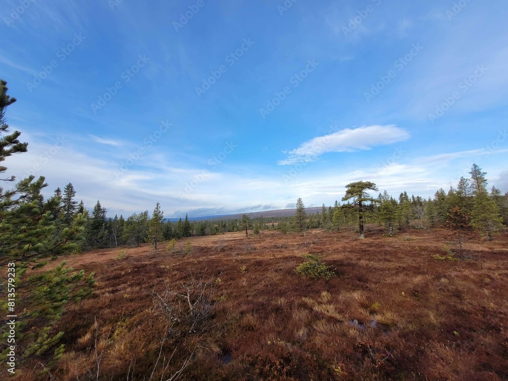 Natural landscape of the swamp with pine trees under blue sky Natural landscape of the swamp with pine trees under blue sky