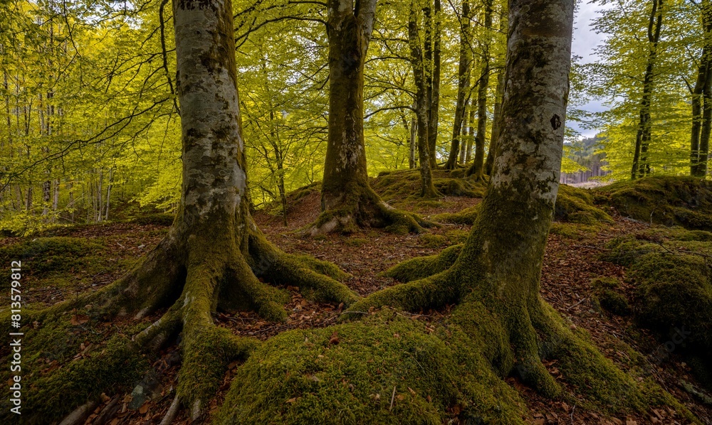 Naklejka premium Mossy trees with big roots in a forest