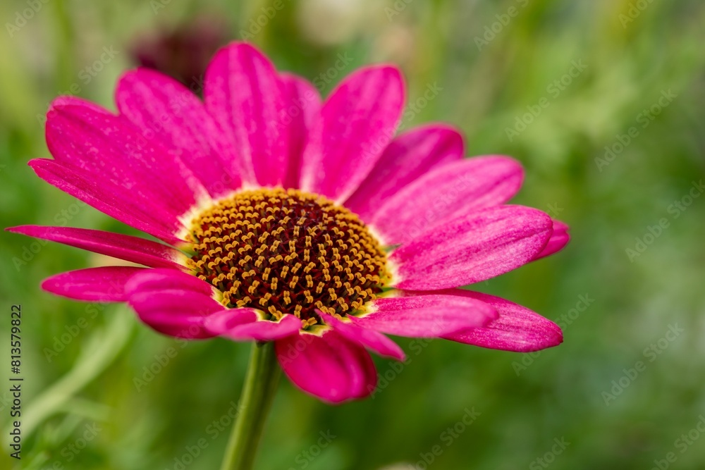 Closeup shot of a blooming pink daisy flower Closeup shot of a blooming pink daisy flower