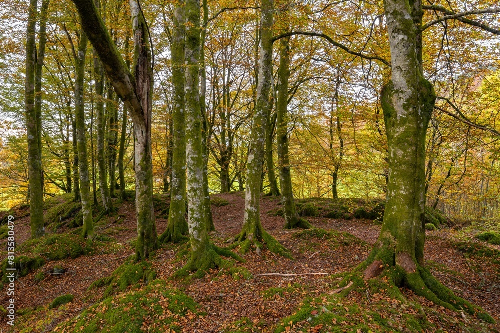 Naklejka premium Forest on an autumn day
