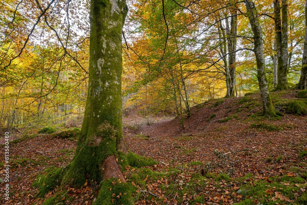 Naklejka premium Forest on an autumn day